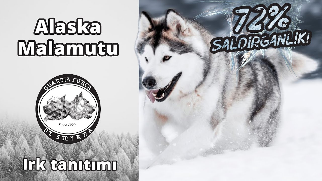 Alaska Malamutu (Alaska Kurdu) %72 Saldırganlık!