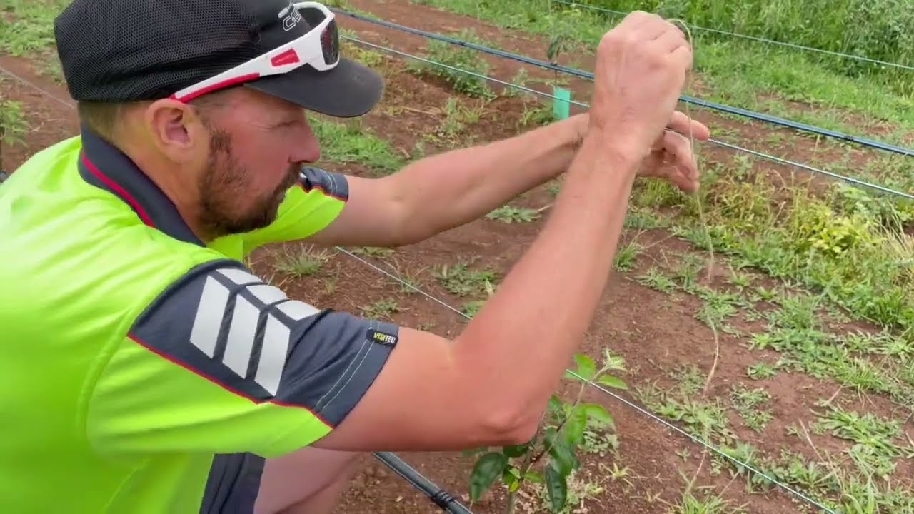 Cordon shoot selection and initial training