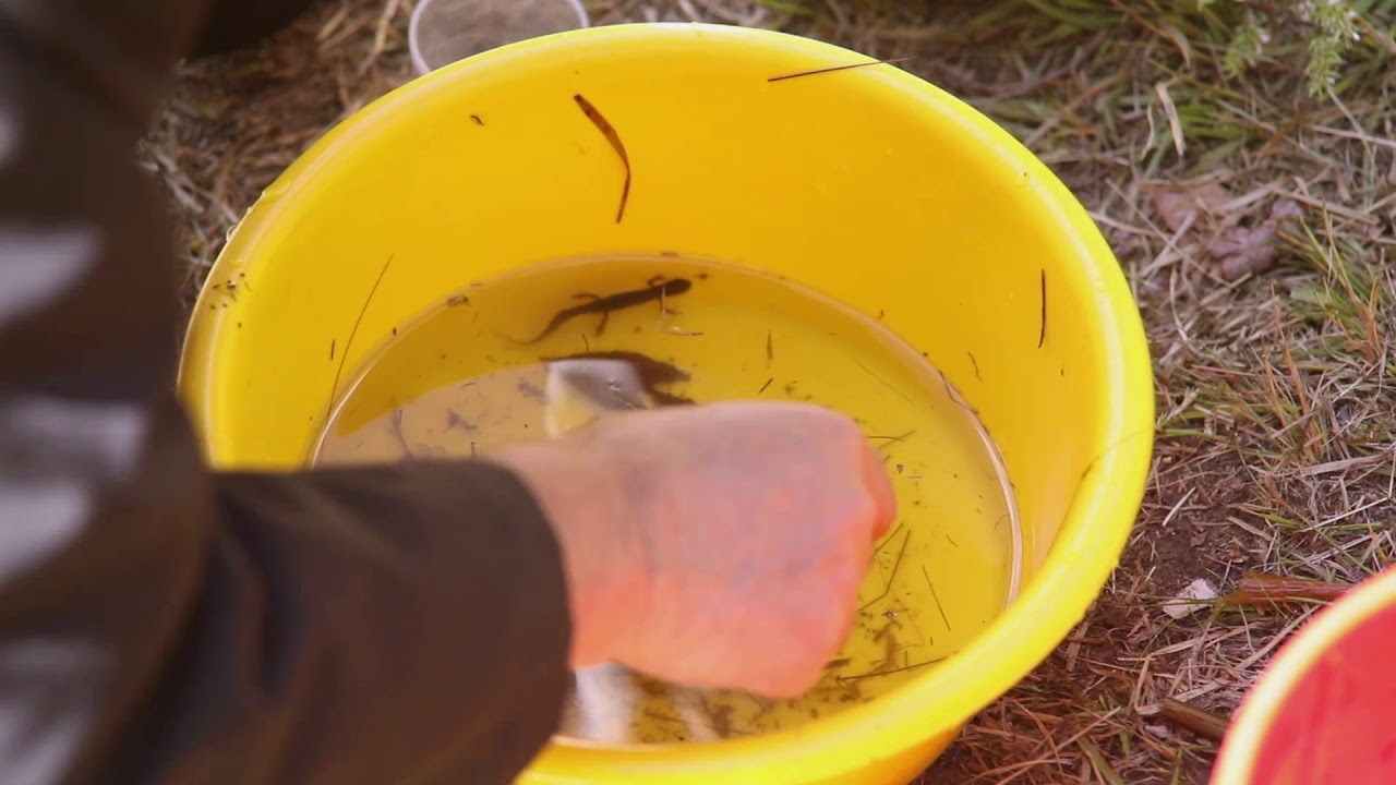 Boxtel Natuurlijk afl. Waterdieren