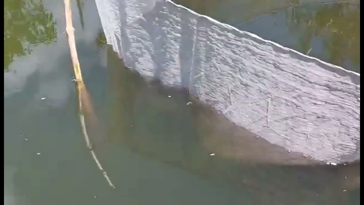 25days of vannamei shrimp