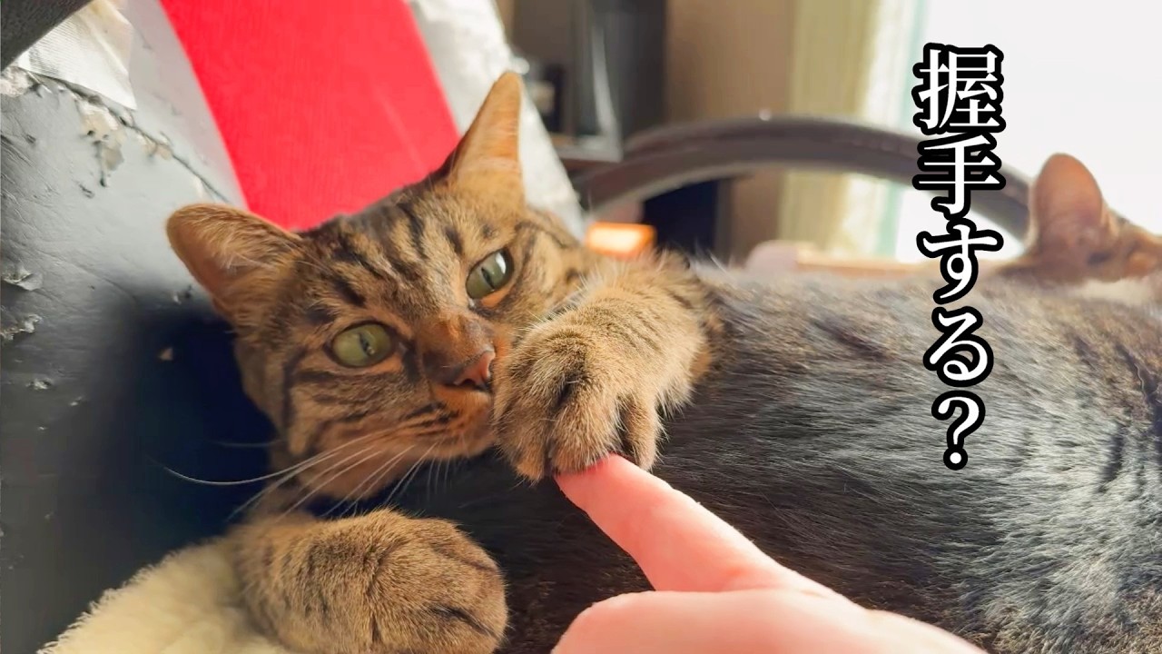 【俺得動画】下僕にちょっかいを出してくる猫が天使だった！【キジシロ】【キジトラ】