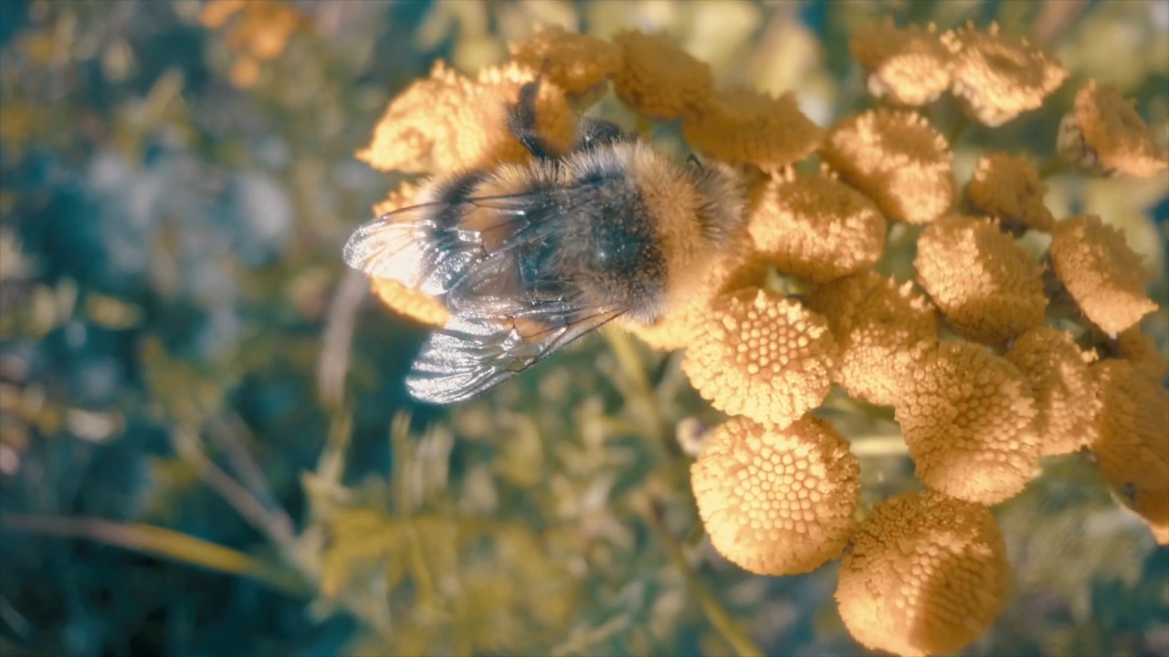 Nature macro video