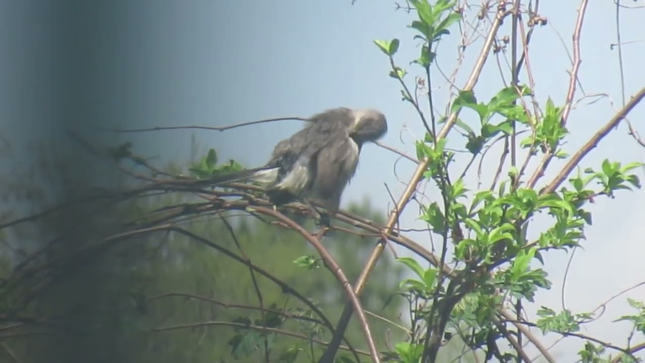Bird Cleaning and Bathing in Butterflies Garden   Made with Clipchamp