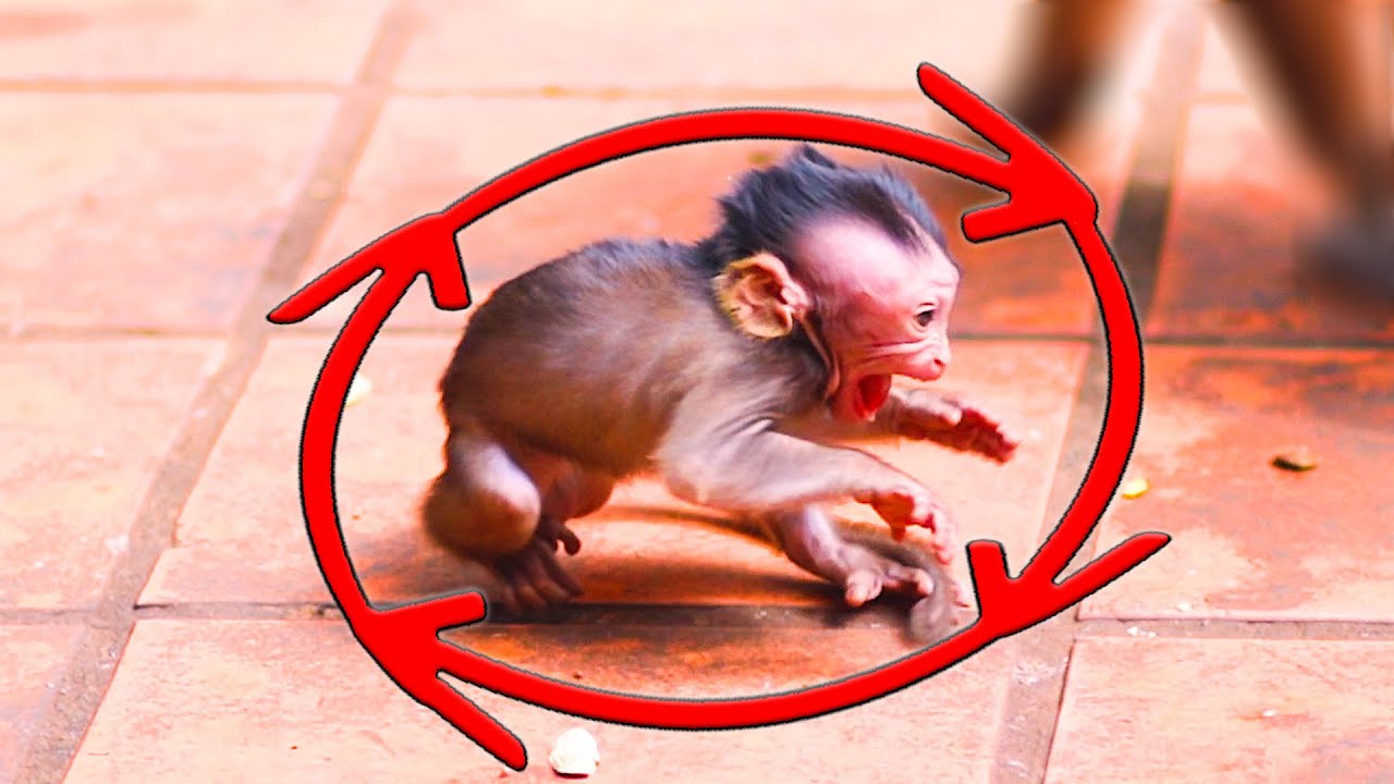 Hilarious! Baby Berila's Spinning Cuddle Dance