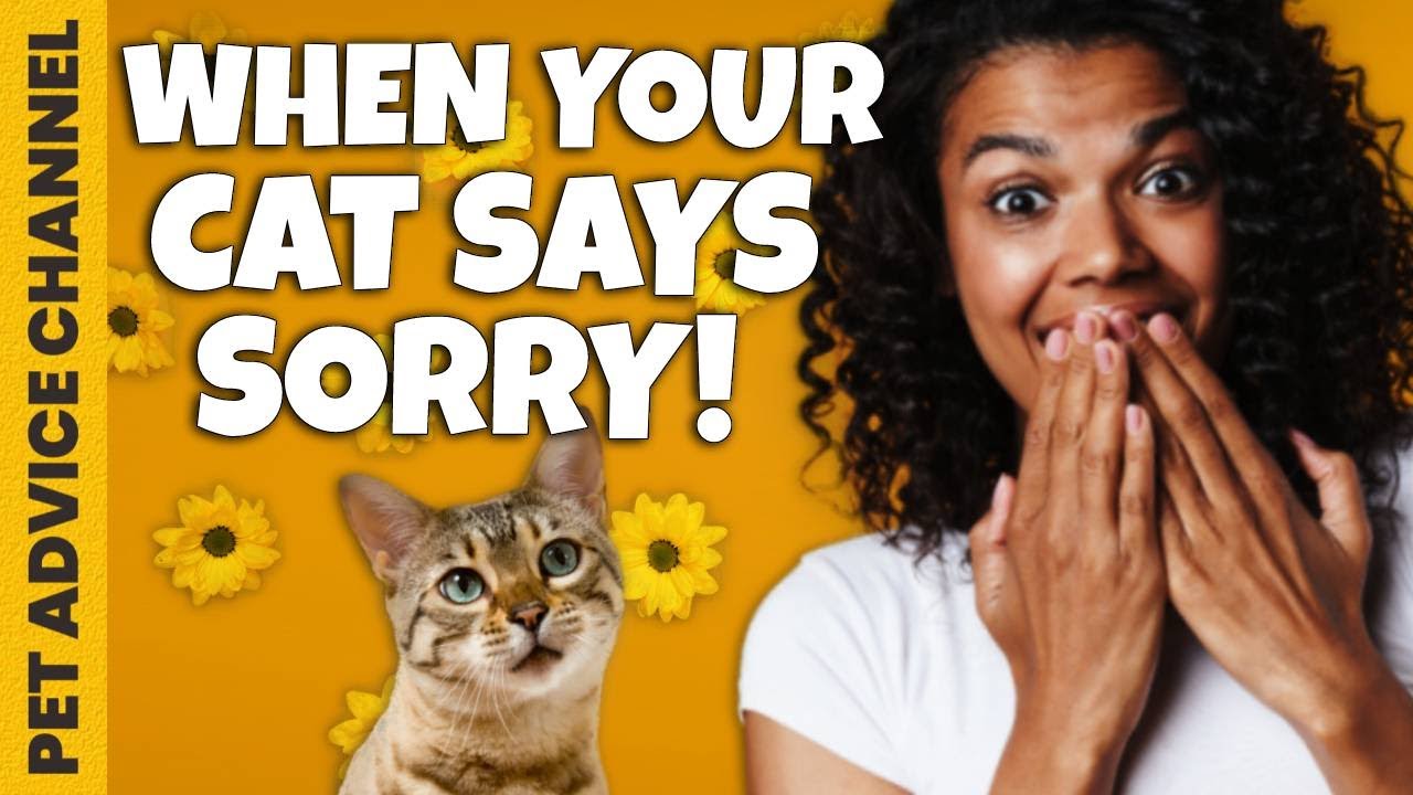 How do cats say sorry to their owner