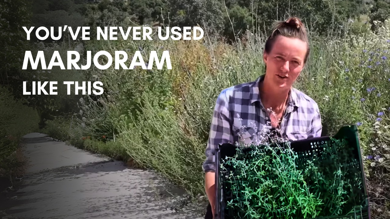 7 things you can do with marjoram
