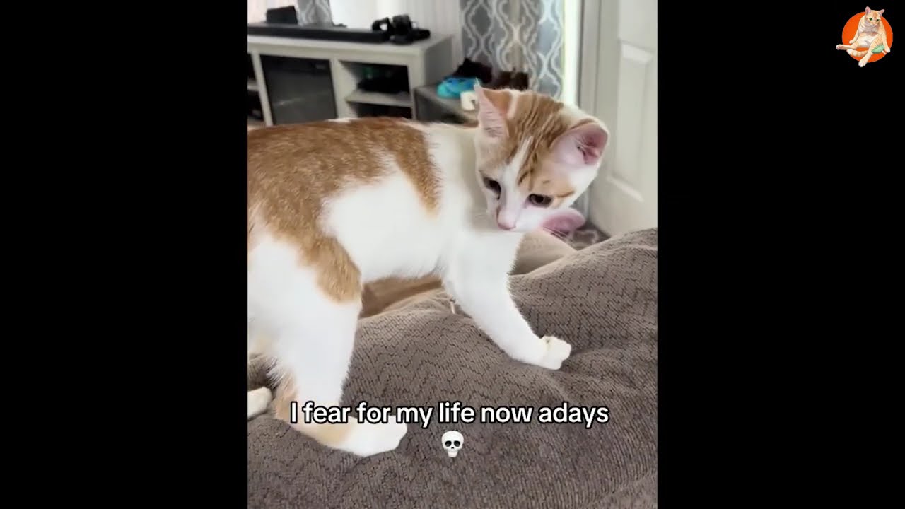 Новые самые смешные видео с котами 😼Попробуйте не засмеяться😜Ежедневная порция интернет-котов. Ча...