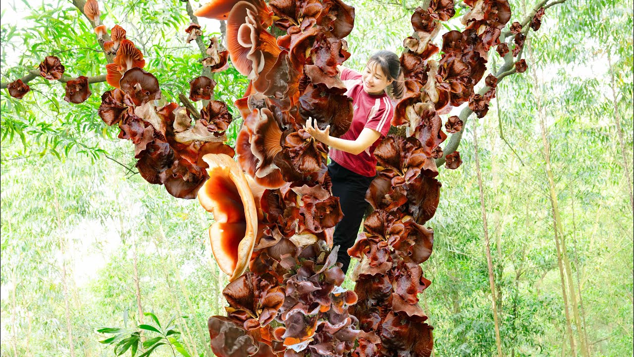 Harvesting Mouse Ear Mushroom & How to make traditional spring rolls Goes to the market sell