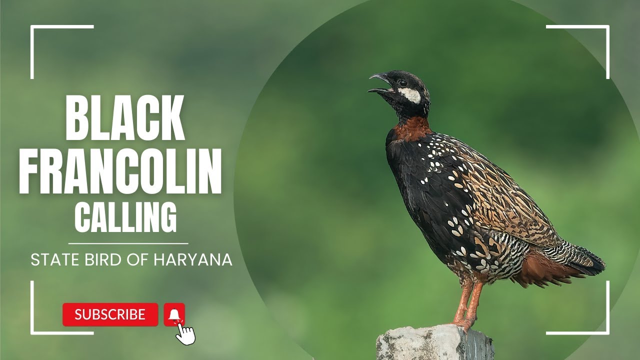 Black Francolin Call #birds #trending