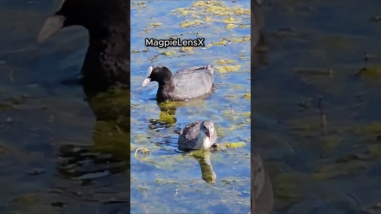 Coot slow motion 4K Fulica atra #duck #nature #birds