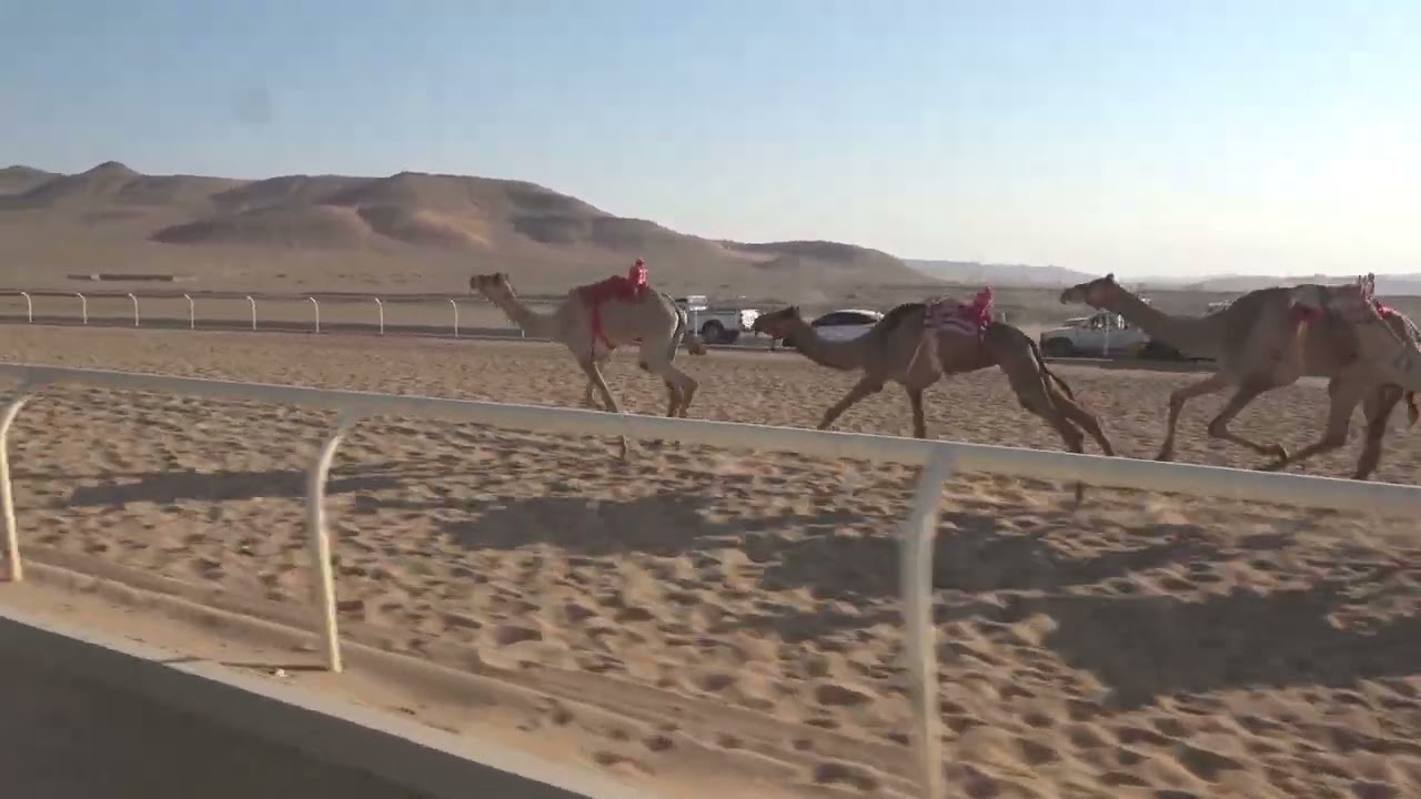 ١- الذيبه لـ احمد سليمان المسعودي