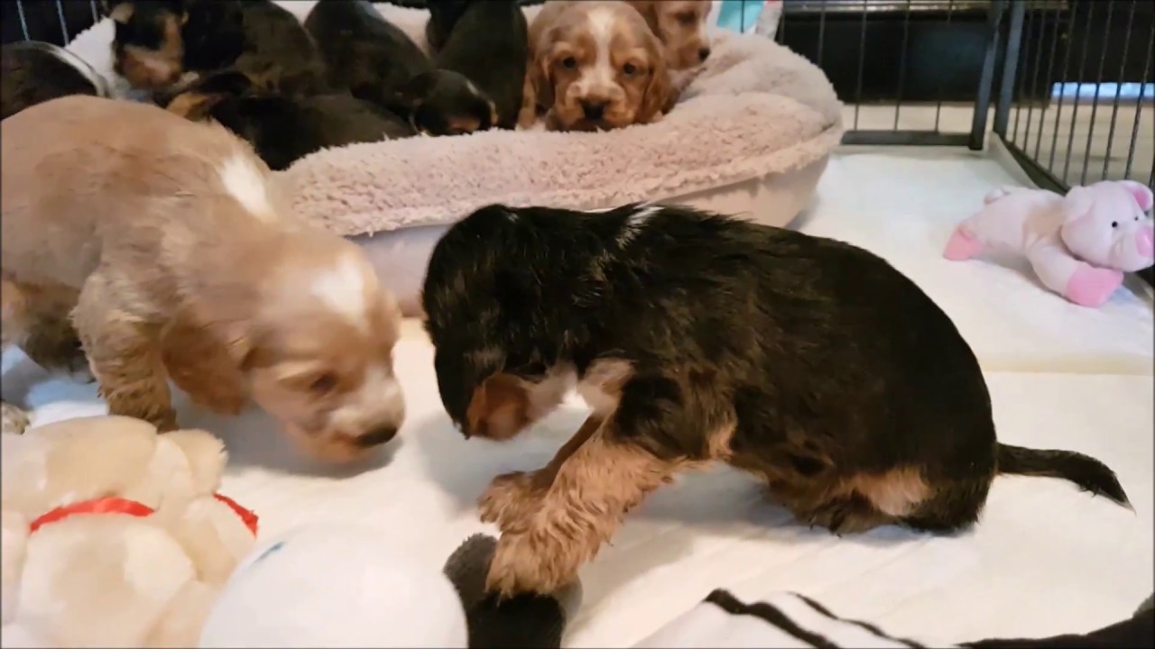 Cocker Spaniel from Pup to 7 Month