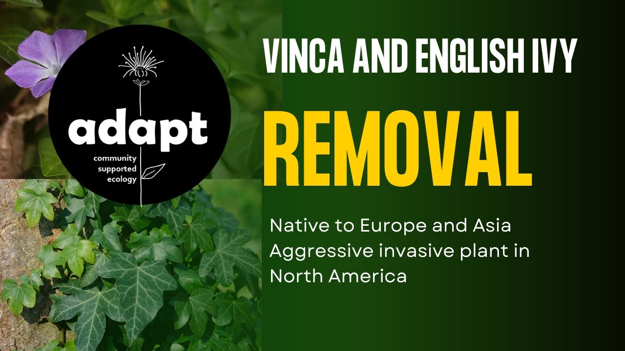 Vinca and English Ivy- Ditch these commonly planted ground covers!