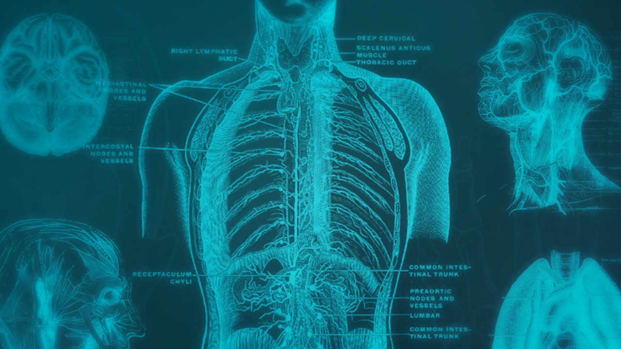 Human Physiology