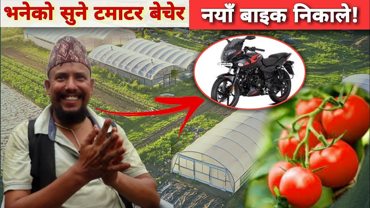 कहिले महिनामा ५० हजार पनि बच्ने - Tomato Farming - golveda ko kheti kasari garne  - Purkhauli Tv