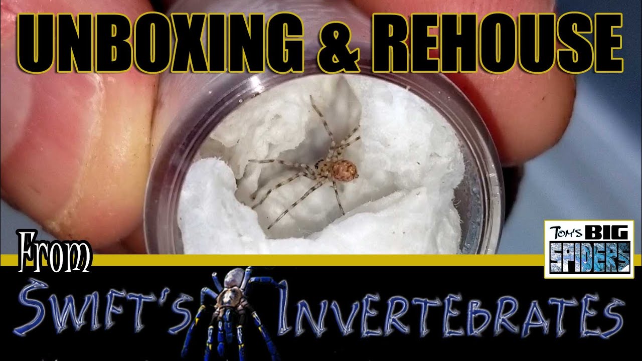 SWIFT'S INVERTS: Распаковка паука из списка желаний (и 