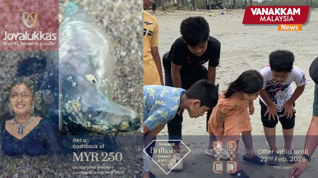 Venomous Portuguese Man O’War jellyfish spotted on Bachok beaches