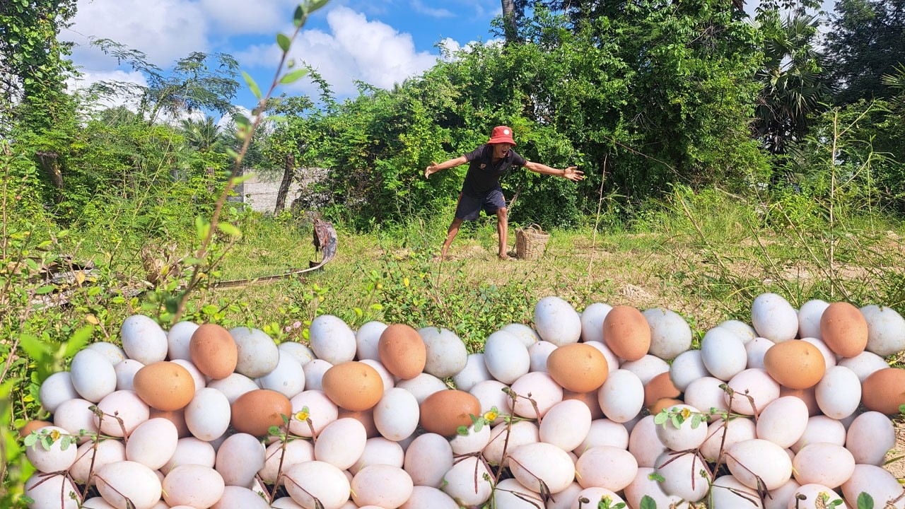 Wow wow! Pick lots of duck eggs near the water's edge, picking the best ones by hand