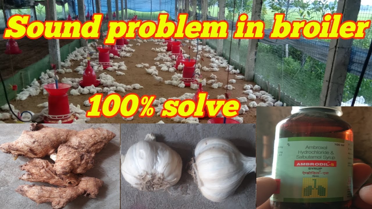 Sound problem in broiler, broiler birds sound problem solve