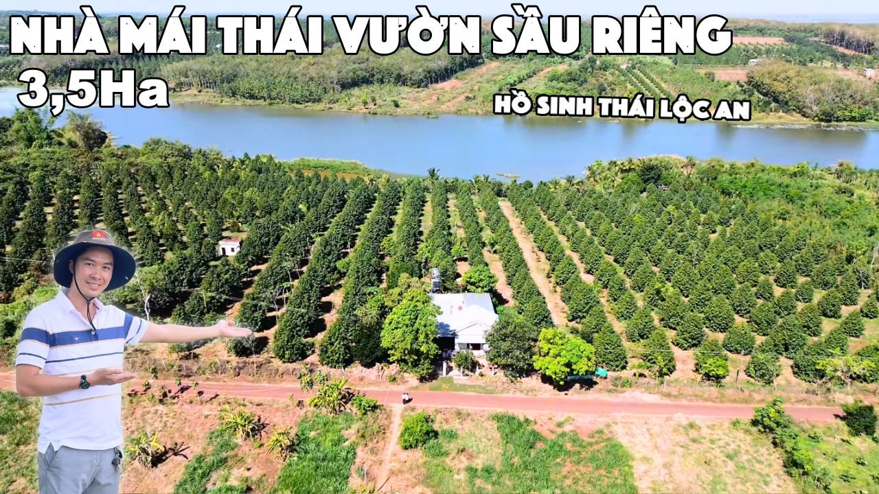 Vườn sầu thái đẳng cấp nhất xã, thu hoạch hàng 100tấn, mỗi năm lợi nhuận 5tỷ nhưng chỉ bán 7tỷ150