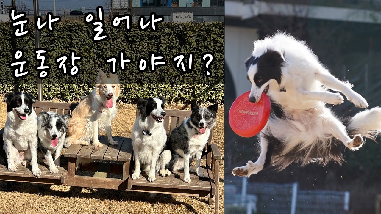 보더콜리 하루가 보내는 연휴 마지막날 | 친구들이랑 도그캠프 운동장 | 일어나 운동장 가야지 | 강아지 운동장 브이로그 #보더콜리 #강아지운동장 #강아지브이로그 #강아지 #반려견