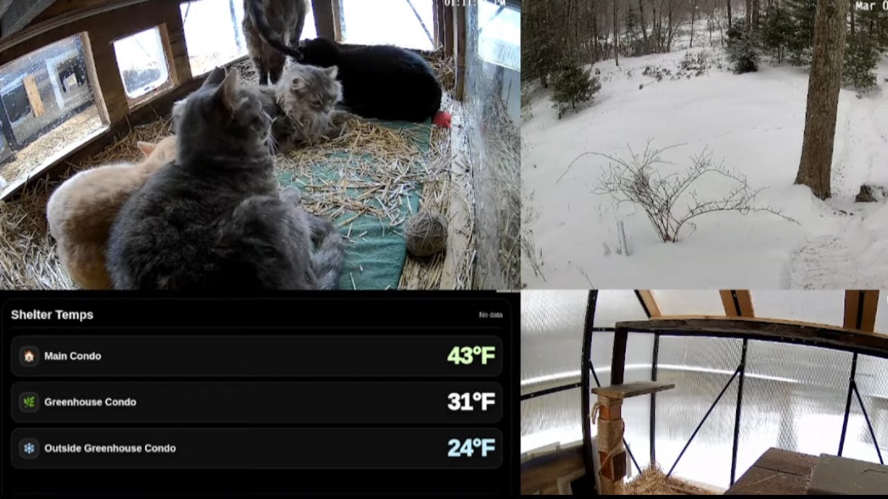 LIVE Snowstorm Cat Cam ❄️ Cozy Greenhouse Cats | Real-Time Temps Inside & Out
