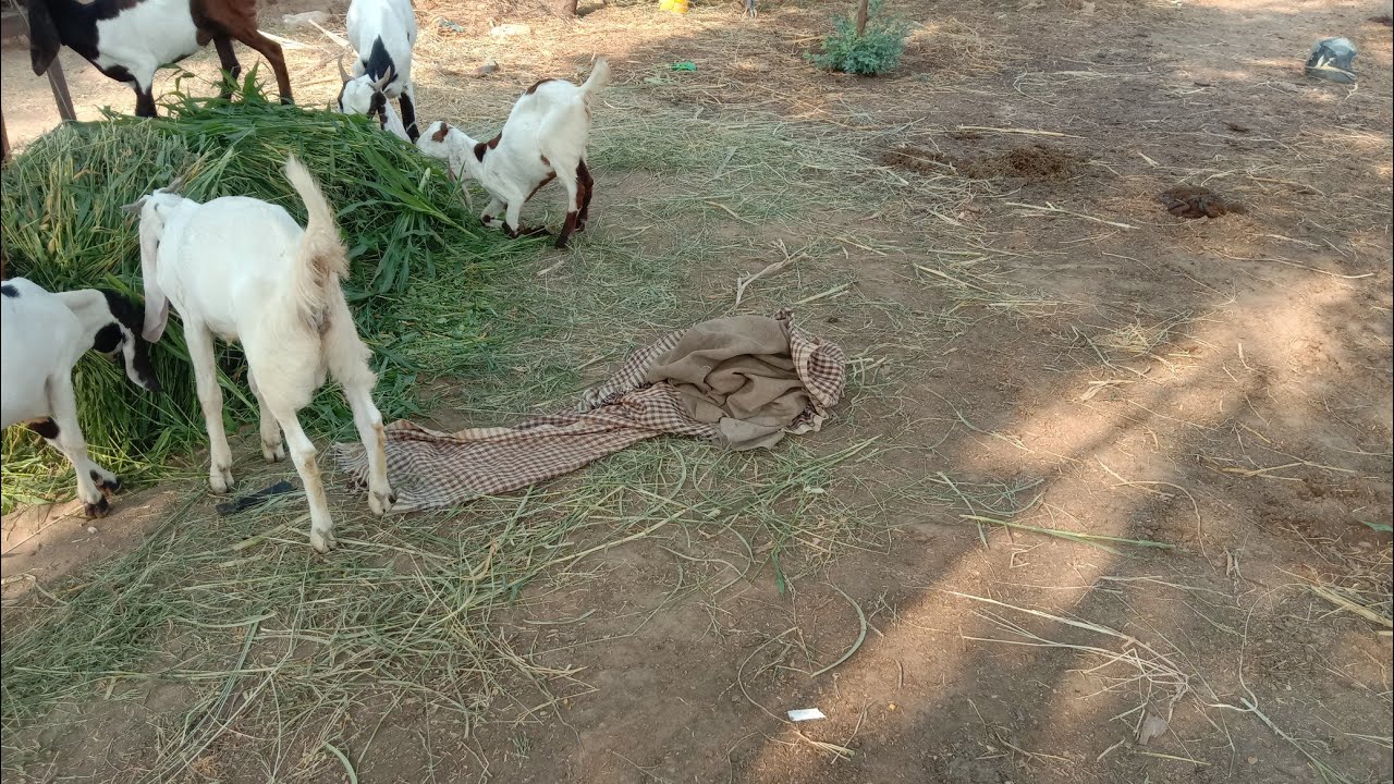 krycie komi zimnokrwistych skolkrwish sokol july 6,2023 donkey
