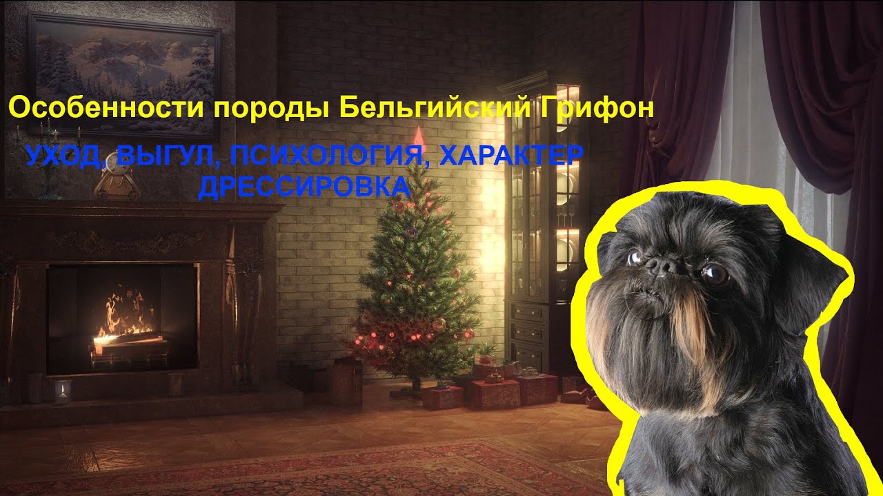 Бельгийский Грифон. Особенности породы, питание, уход, психология.