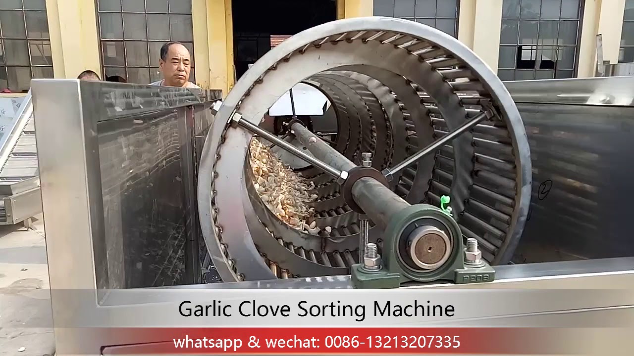 Garlic Clove Sorting Machine