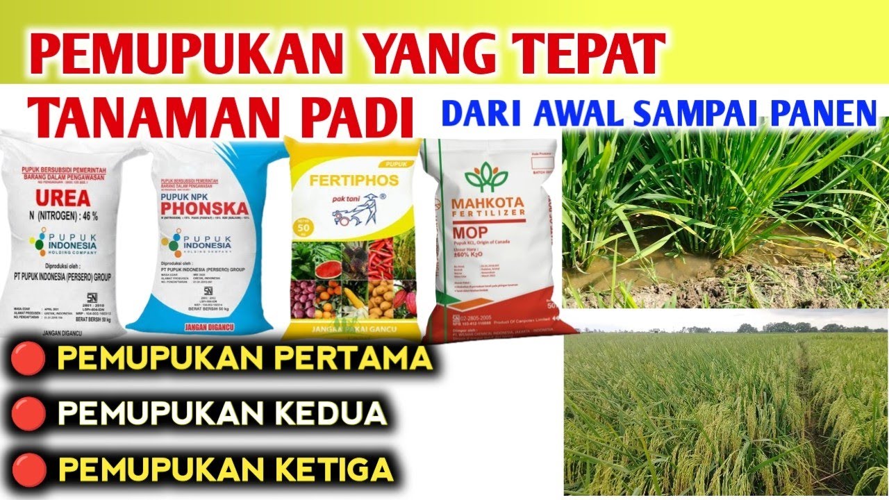 PEMUPUKAN TANAMAN PADI YANG TEPAT ‼️Pemupukan pertama, kedua, dan ketiga