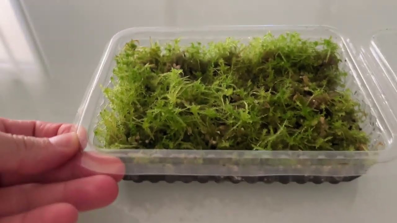 Plantas carnívoras: Capítulo #24 // Reproducir musgo sphagnum 2 meses después 2/2