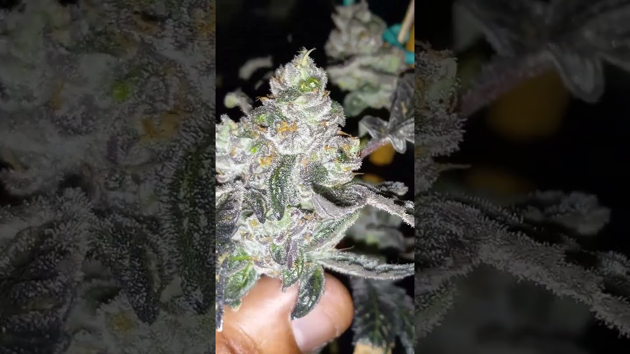 4516 strain /ending week 7/very colorful strain /exotic alerts/RCC