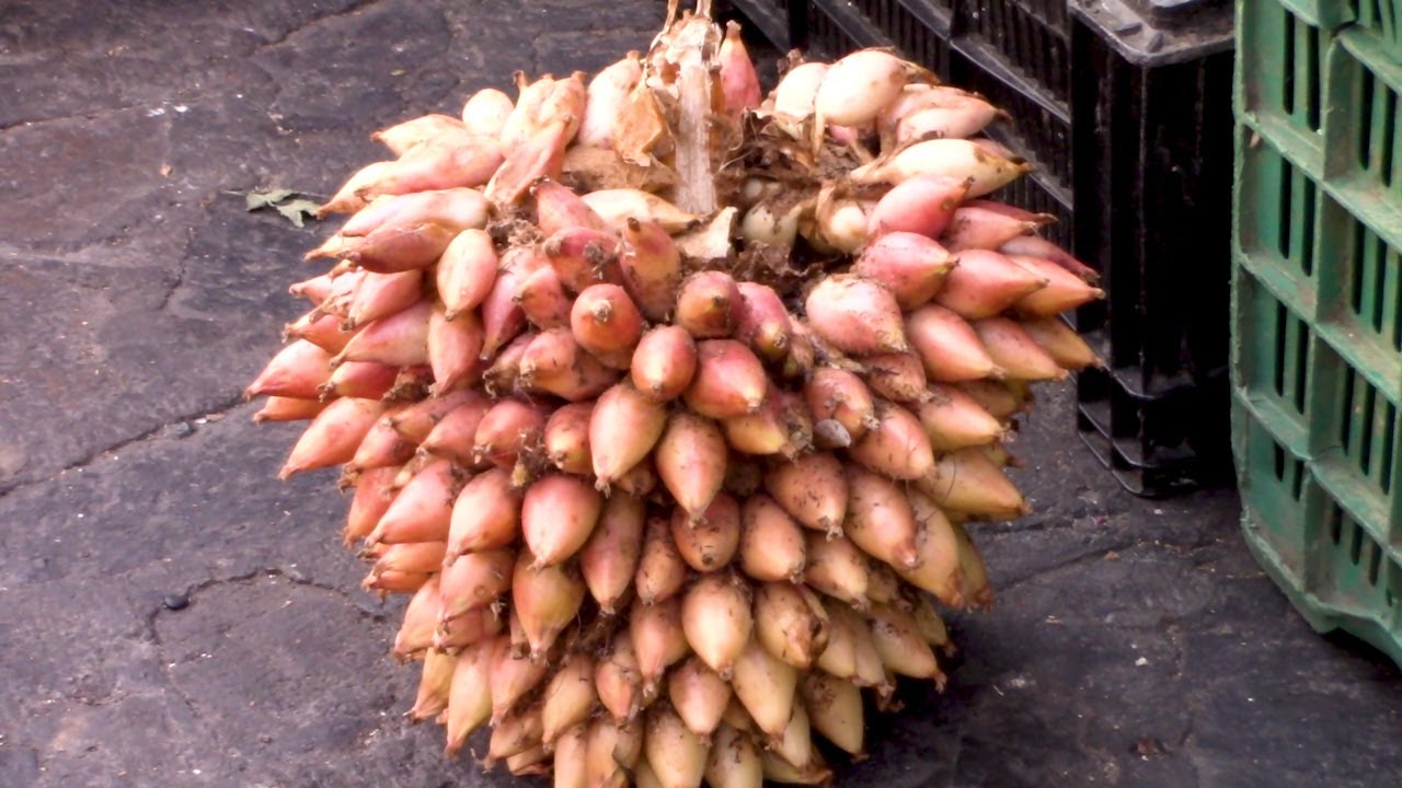 Fruta exótica  el Timbiriche, Caraguata o Piñuela y tu ¿Cómo la conoces?