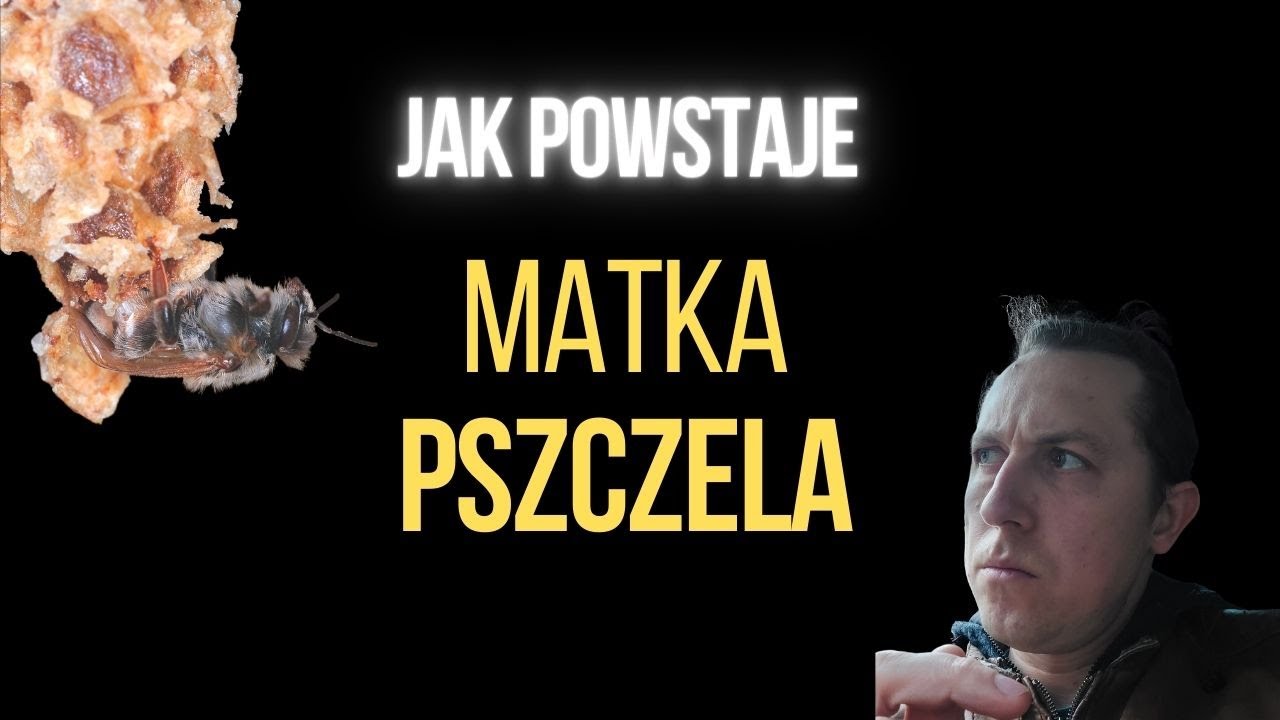 Jak powstaje matka pszczela - kr&oacute;lowa pszcz&oacute;ł?