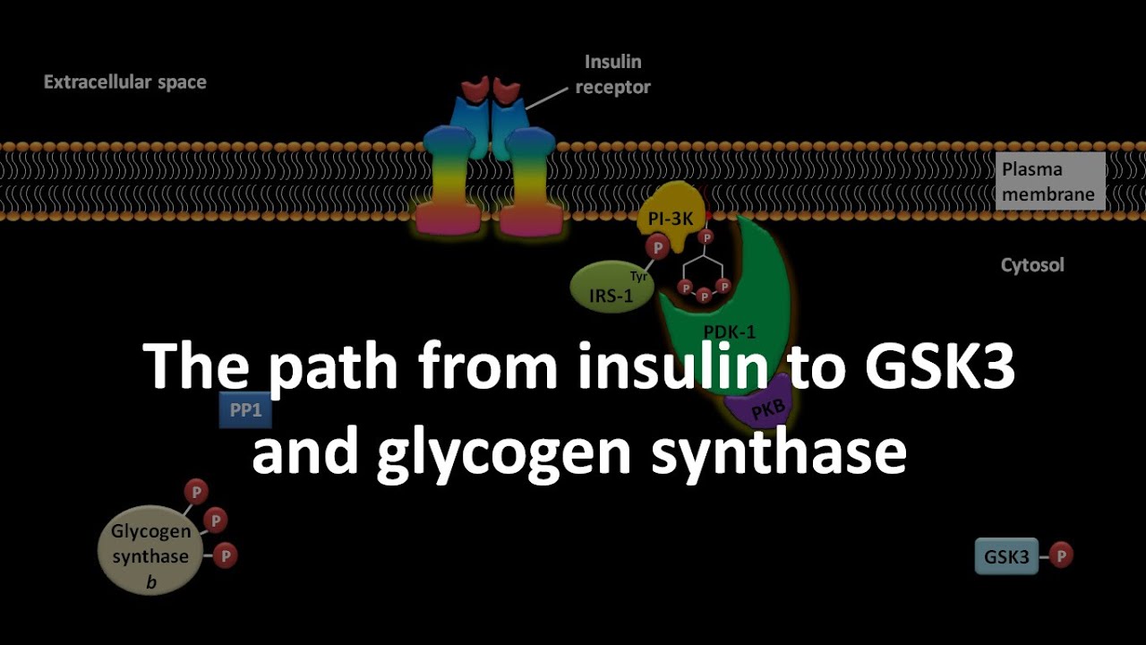 Путь от инсулина к GSK3 и гликогенсинтазе