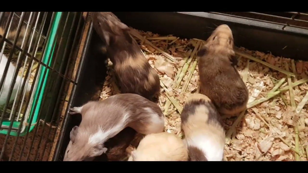 22 guinea pigs into rescue today at Cavy Central