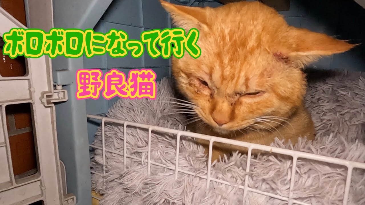 ‼️ボロボロになって行く野良猫‼️　喧嘩ばかり　のんびり日記😊