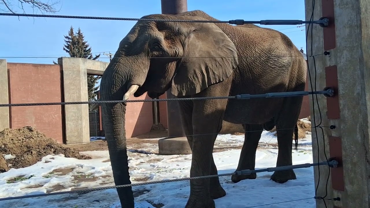 Elephant eating a cardboard box #toledozooelephant