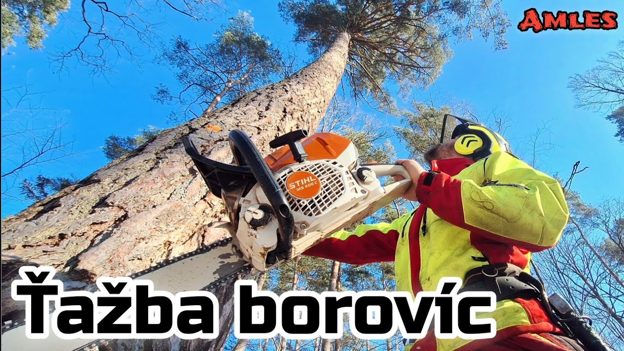 Вот как выглядит заготовка сосны с помощью бензопилы STIHL MS 400.1 C-M | Zetor Proxima в цвете