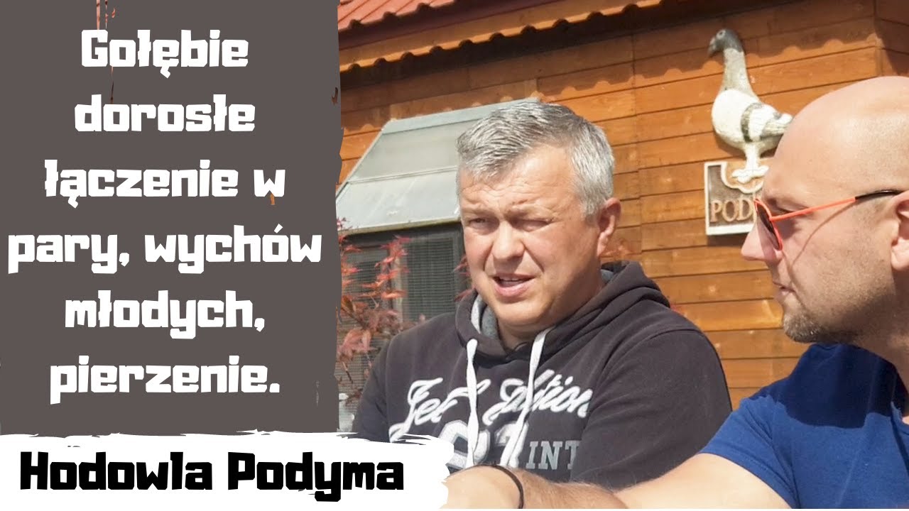 Hodowla Podyma gołębie dorosłe łączenie w pary, wychów młodych, pierzenie.
