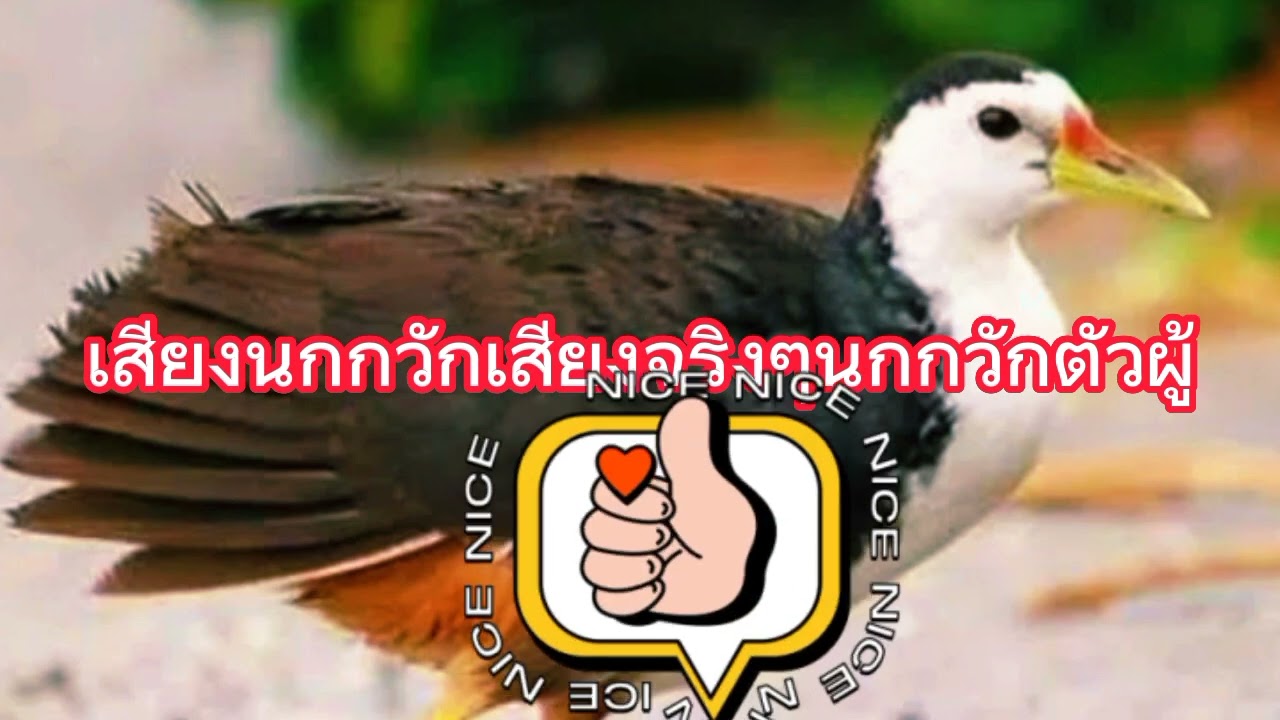 เสียงนกกวักเสียงจริงๆนกกวักตัวผู้