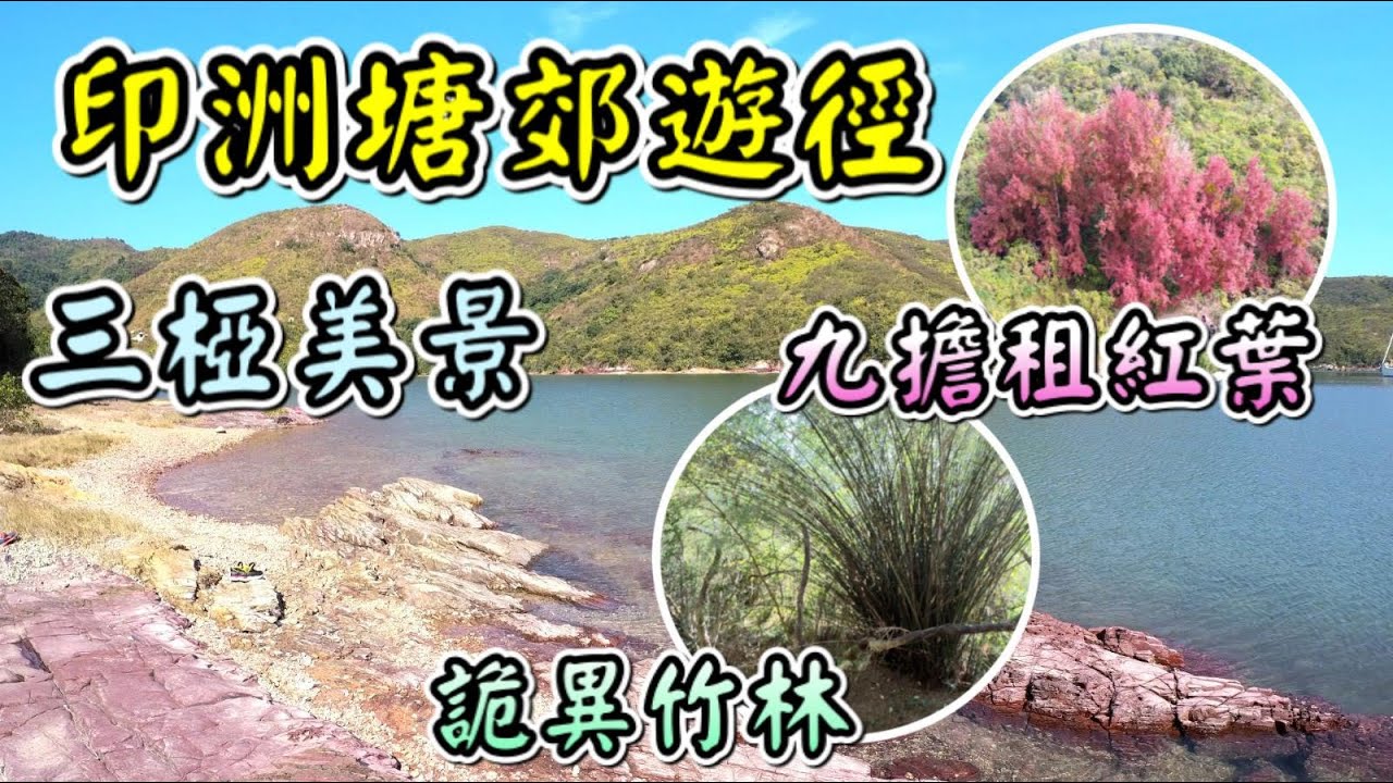 【香港－新界東北】烏蛟騰．印洲塘郊遊徑｜九擔租紅葉｜三椏紅石海岸美景｜詭異竹林｜苗三石澗｜蘆葦田｜紅樹林｜