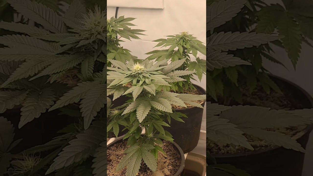 Short Bud Pics