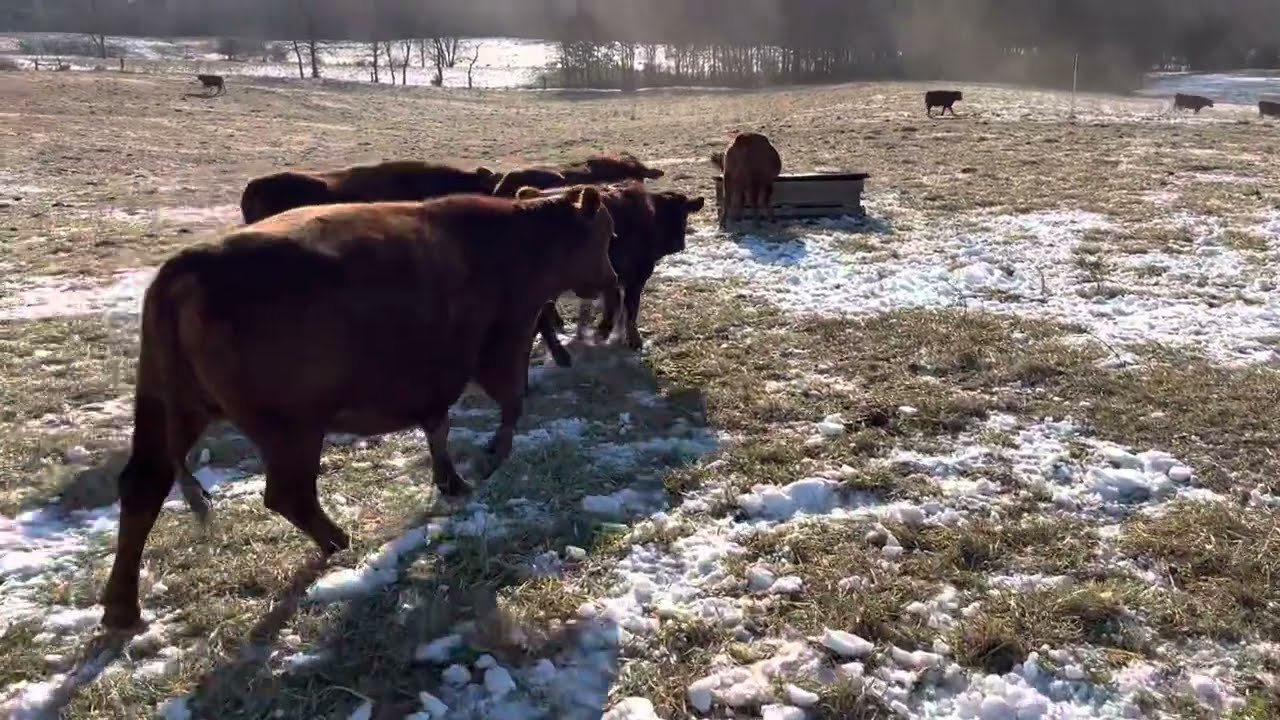 Isaac hits a home run with a revolutionary new method of unrolling hay in severe cold weather!