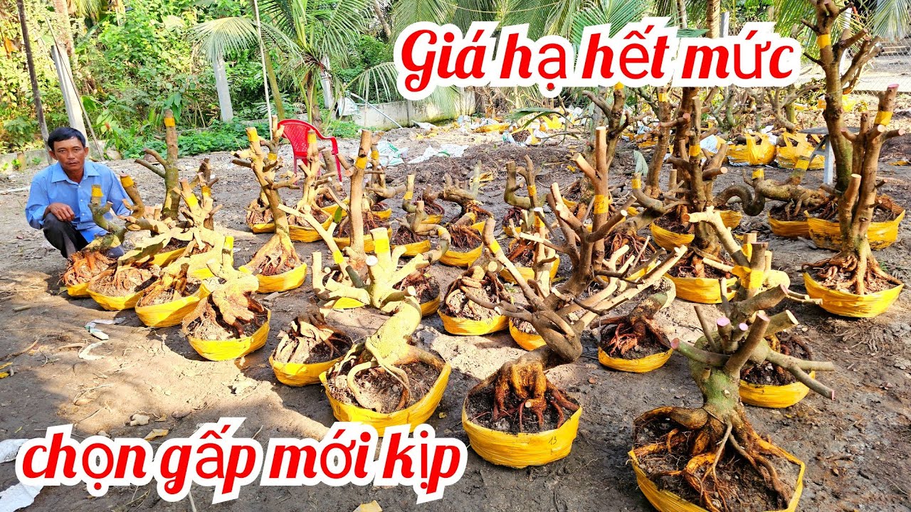 Anh Vũ 📲 0866173290 lô mai đế Vip giá rẻ mai Giảo Thủ Đức 8/3 (@MaivàngQuêdừa)