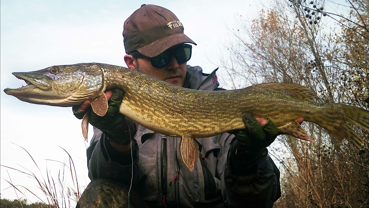Pescando varios lucios con Blaster Shad