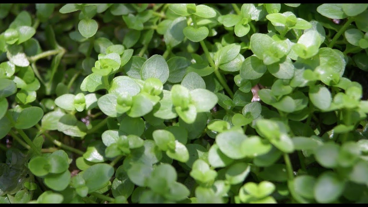 Bacopa Australis
