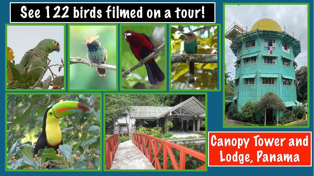 View 122 birds seen on Panama's Canopy Tower and Lodge Tour!