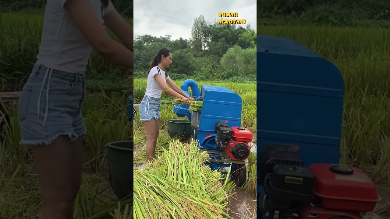Power thresher ini bantu petani pisahkan bulir padi dari malai dengan cepat