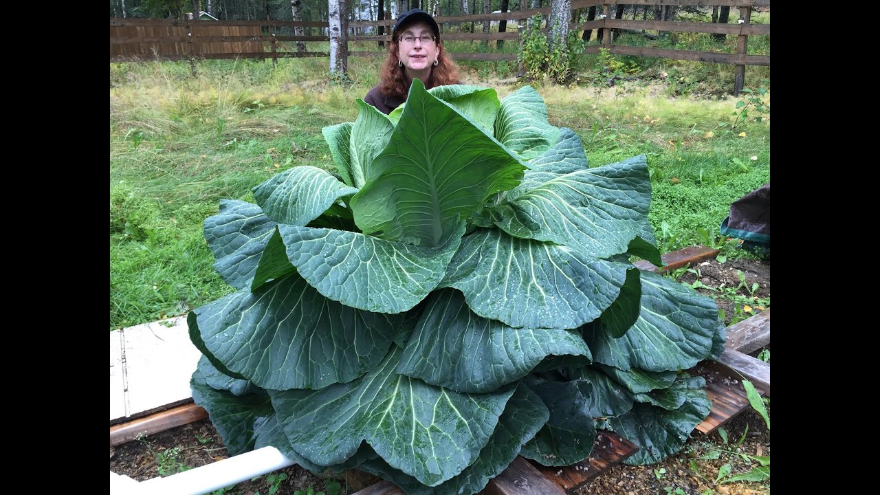 Giant Cabbage Zoom Class